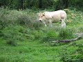 (111) 2007 Dans la campagne